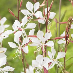 Gaura lindheimeri White 9 cm pot