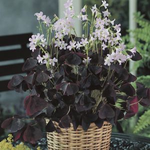 Oxalis Triangularis 12 cm pot
