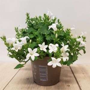 Campanula portenschlagiana Porto Ice White 10 cm