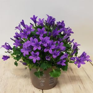 Campanula portenschlagiana Porto 10 cm
