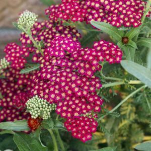 Achillea mellefolium Red 19 cm pot