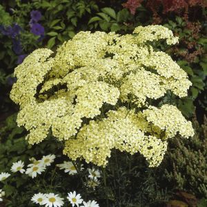 Achillea millefolium Yellow 19 cm pot