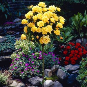 Standard Rose Yellow 19 cm pot