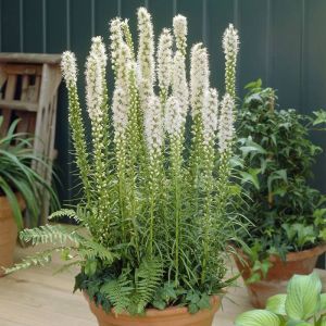 Liatris spicata Floristan White 17 cm pot