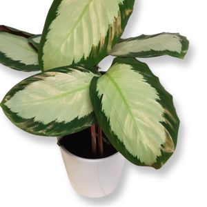 Calathea Tanja 12 cm Pot