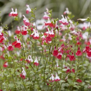 Salvia microphylla Hot Lips 15 cm