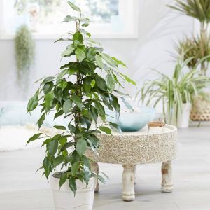 Ficus benjamina Exotica 17 cm pot