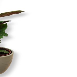 Calathea Freddie 12 cm Pot