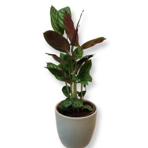 Calathea Freddie 12 cm Pot