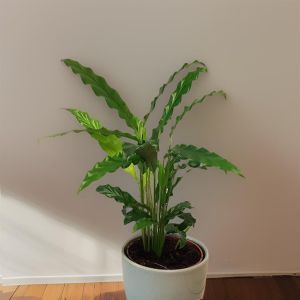 Calathea Rufibarba Elgergrass 12 cm Pot