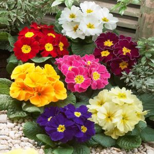 Primula acaulis P7