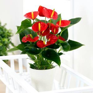 Anthurium Red 12 cm