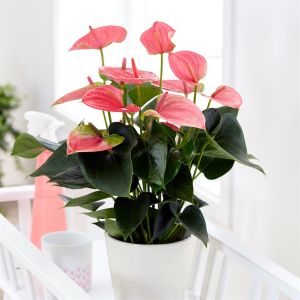 Anthurium 'Pink Champion' 14 cm
