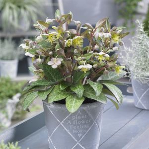 Helleborus Lividus  Purple 13 cm pot