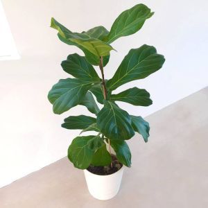 Ficus Lyrata 17 cm pot