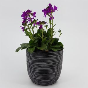 Arabis Rose Delight 13 cm