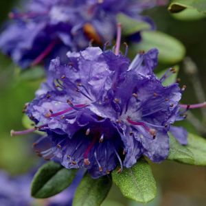 Rhododendron Russatum P12