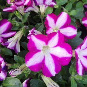 Petunia Stripe