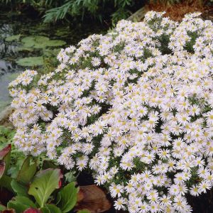 Aster dumosus Schneekissen 9 cm pot