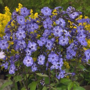 Phlox paniculata Blue Paradise 9 cm
