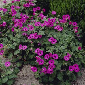 Geranium Ann Folkard 9 cm pot