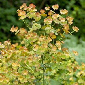 Euphorbia Amygd. Robbiae 9 cm pot