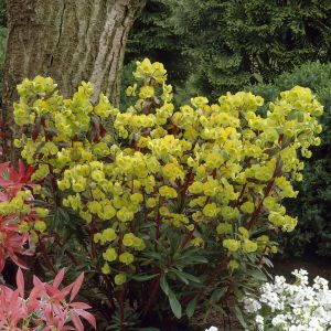 Euphorbia Amygd. Purpurea 9 cm pot