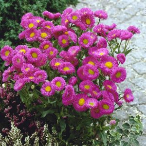 Erigeron Pink Jewel 9 cm pot