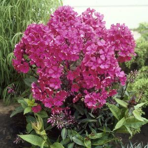 Phlox paniculata Spitfire 9 cm