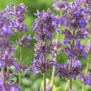 Nepeta Racemosa Grog 9 cm pot