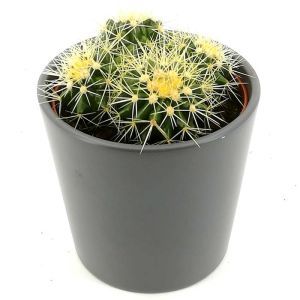 Echinocactus Cactus Grusonii P12