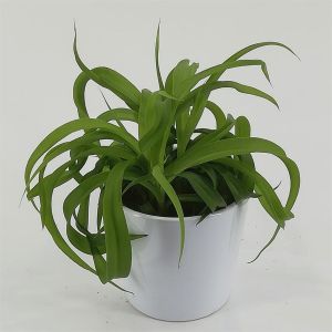 Chlorophytum comosum Green Bonnie 12cm pot