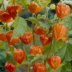 Physalis Alkekengi P17