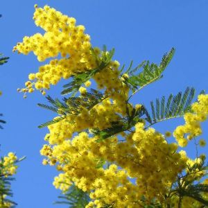 Acacia dealbata Mimosa 9 cm pot