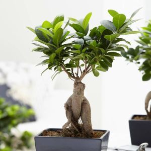 Bonsai Ficus Ginseng 15 cm pot