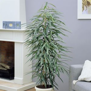 Ficus Amstel Queen (King)