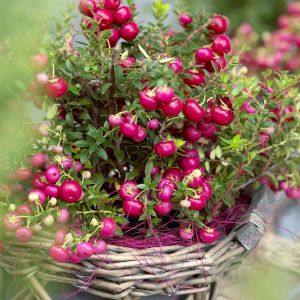 Gaultheria Pernettya Red 15cm pot