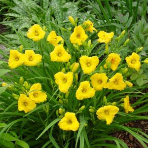 Hemerocallis Bacabana Bare root