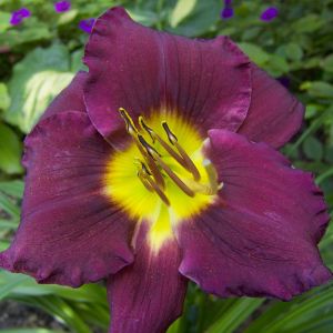Hemerocallis Bela Lugosi Bare root