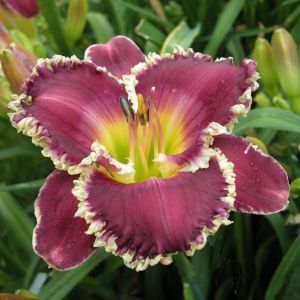 Hemerocallis Bettylen Bare root