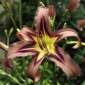 Hemerocallis Black Arrowhead Bare root