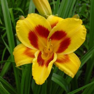 Hemerocallis Black Eyed Susan Bare root