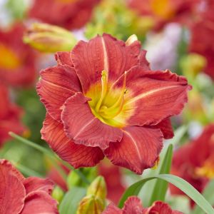 Hemerocallis Booby Ruby Bare root