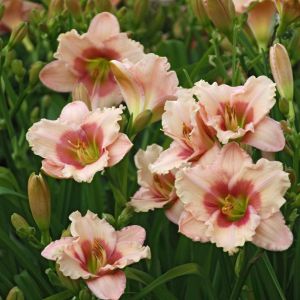 Hemerocallis Roseanne Bare root
