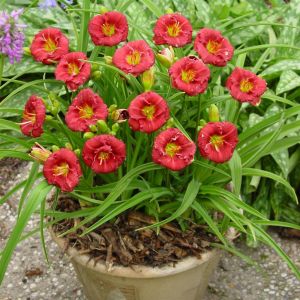 Hemerocallis Siloam Grace Stamile Bare root