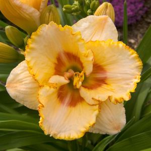Hemerocallis Sixth Sense Bare root