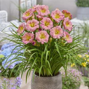 Hemerocallis Soft Secrets Bare root