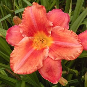 Hemerocallis South Seas Bare root