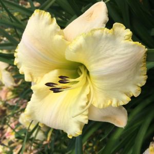 Hemerocallis Spacecoast White Out Bare root