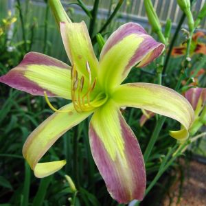 Hemerocallis String Bikini Bare root